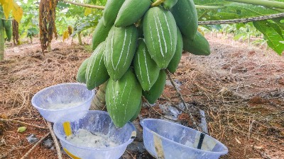 食品添加剂中酶制剂有哪些？