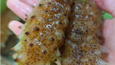 杏彩体育网
海参脱皮专用酶应用技术研究开发项目顺利通过验收