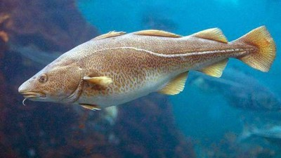 木瓜蛋白酶、碱性蛋白酶制备鱼皮胶原蛋白肽的工艺控制点