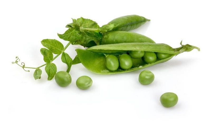 豌豆蛋白