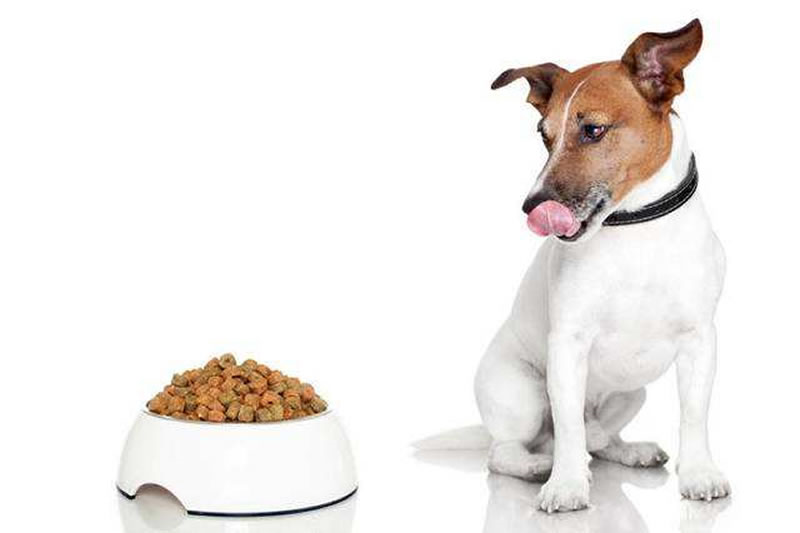 金枪鱼宠物诱食剂