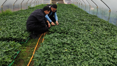 木瓜种植季——蛋白酶源头守护品质，铸就酶好未来