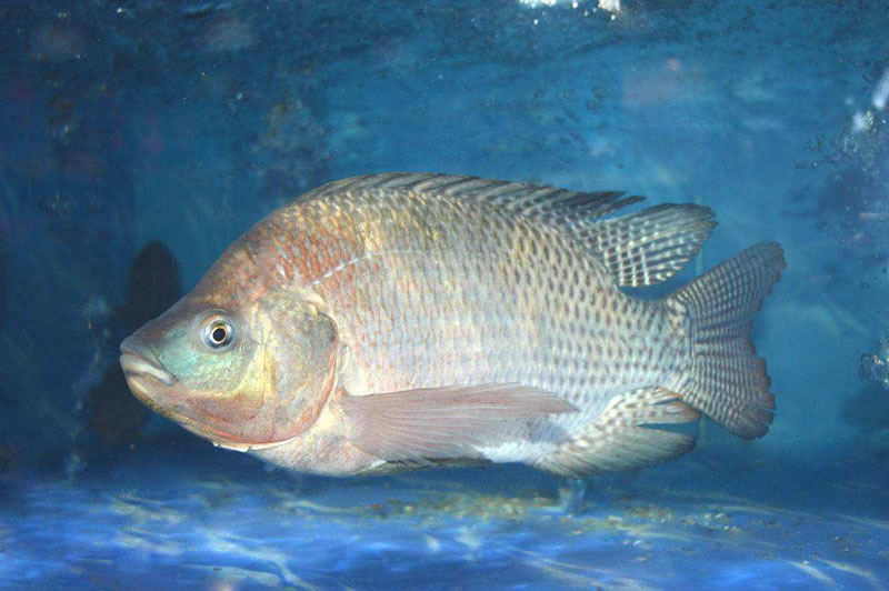 鱼皮提取胶原蛋白肽