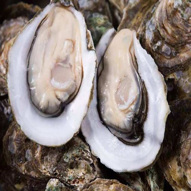生蚝别名牡蛎