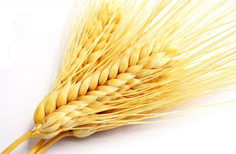 小麦蛋白