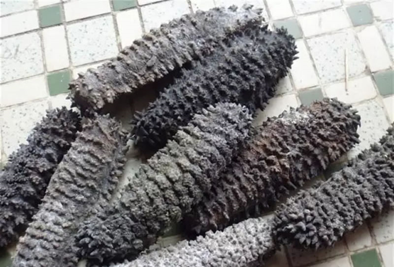 东南亚地区的梅花参