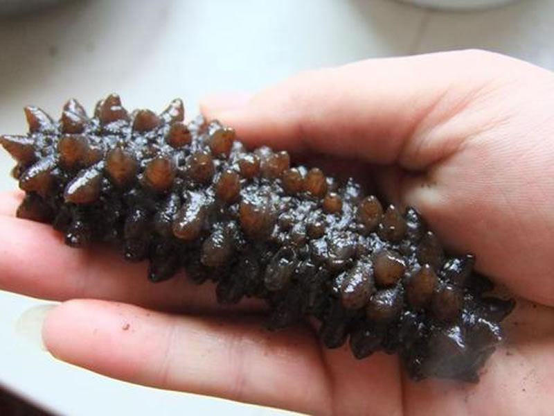 北冰洋海域的冰岛海参