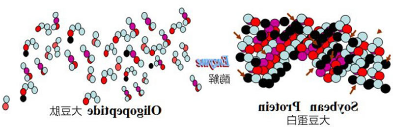 大豆肽的形成