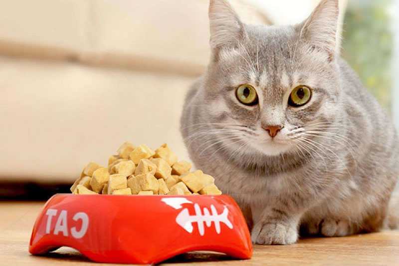 猫粮宠物诱食剂