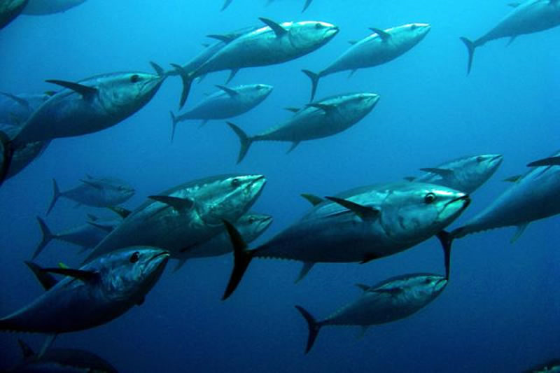 宠物诱食剂原料金枪鱼
