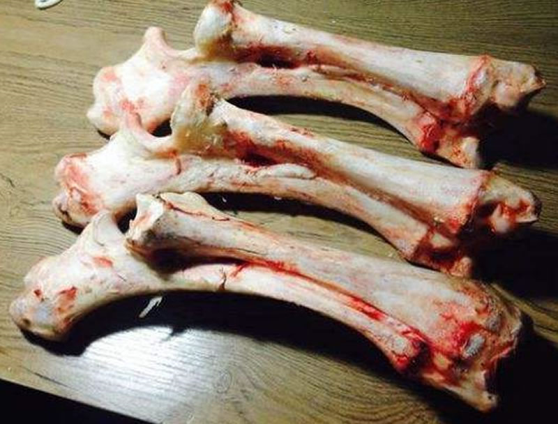 动物骨头1