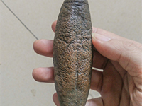 鱿鱼海参脱皮去皮—酶制剂解决方案