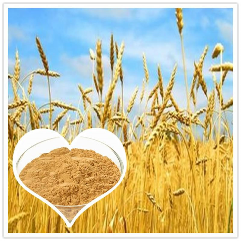 小麦蛋白